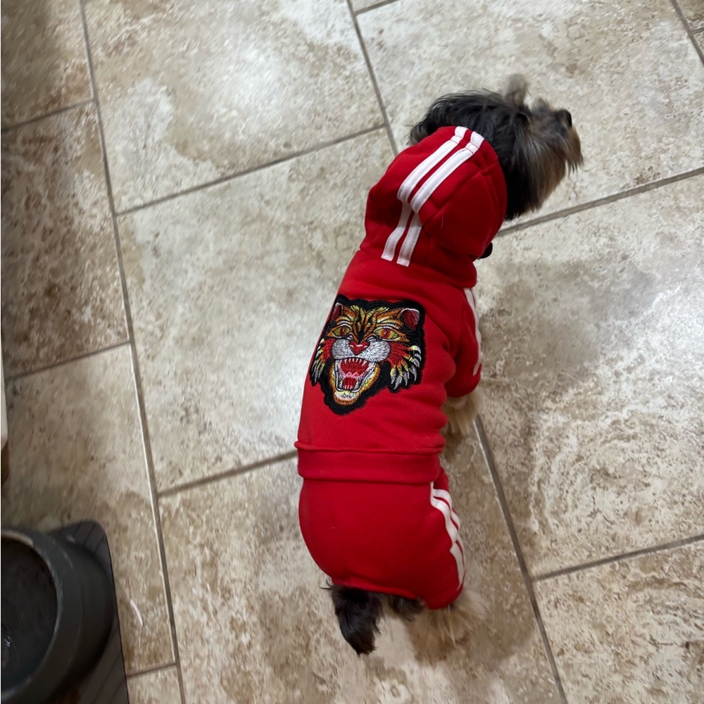 Designer Inspired Sweatsuit